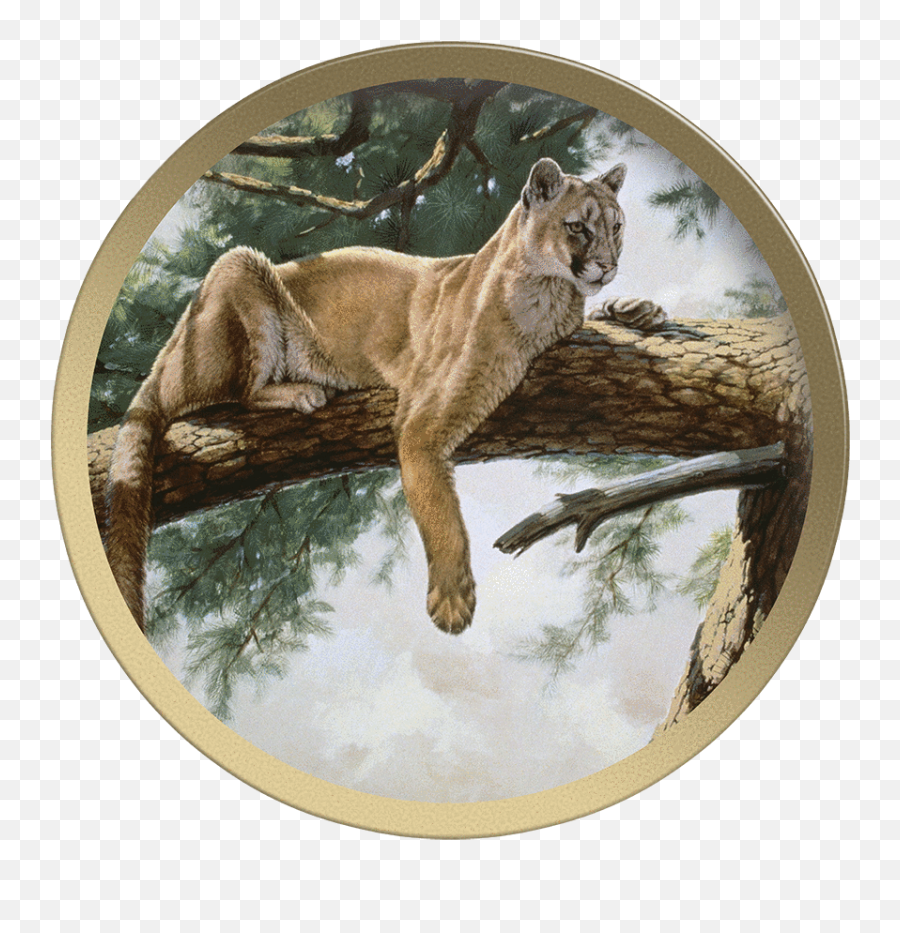 Rocky Mountain Lion - Collectable Plate By Guy Coheleach Art Png,Mountain Lion Png