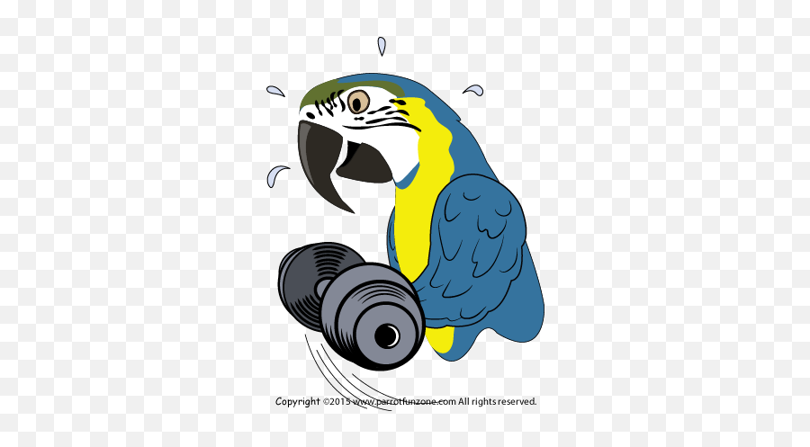 Exercise Png Cockatiel Icon