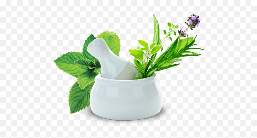 Ayurvedic Herbs Png Image - Spearmint Png,Herbs Png