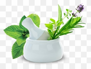 Ayurvedic Herbs Png Image - Spearmint Png,Herbs Png