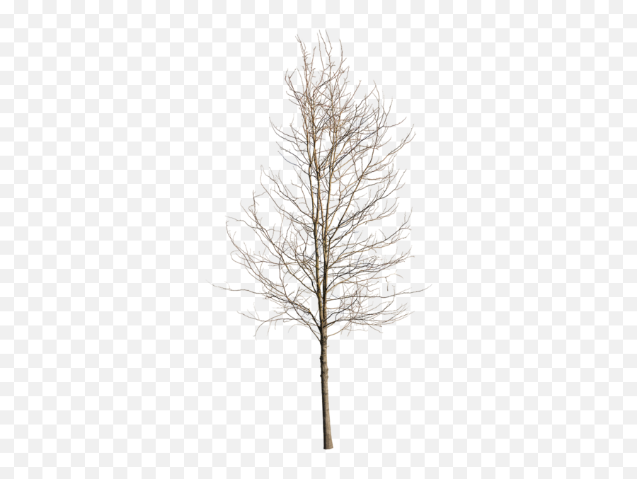 Deciduous Tree Winter Iv - Winter Tree Png,Tree Bark Png