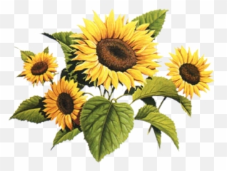 Download Free Transparent Sunflowers Transparent Images Page 4 Pngaaa Com