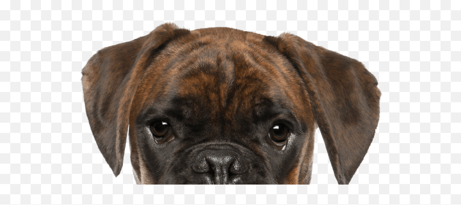 Pet Dental Radiographs Frisco Tx Aubrey Mckinney Plano Png Boxer Dog Icon