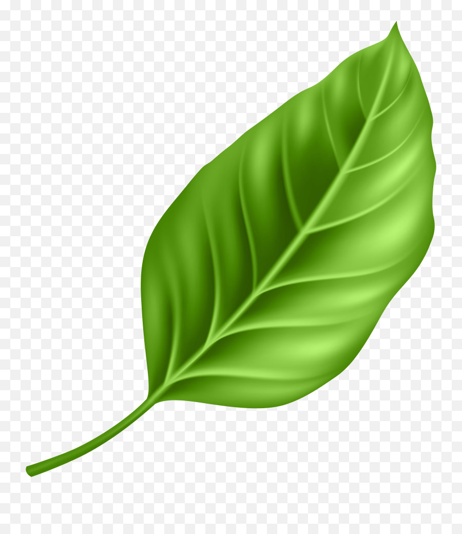 Leaf Clipart Png Free Mint