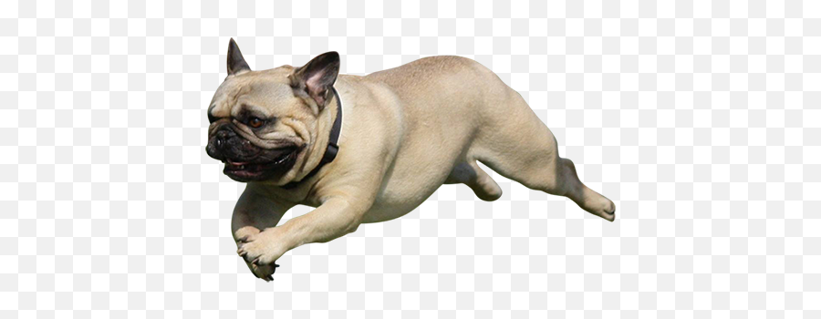 An Adorable Cutout Photo Of A Pug Leaping Through The Air - Pug Cut Out Png,Pug Face Png