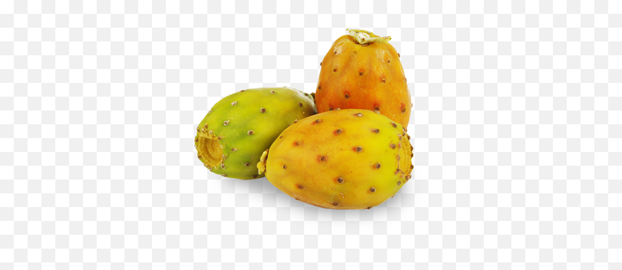 Prickly Pear Png 1 Image - Transparent Prickly Pear Png,Pear Png