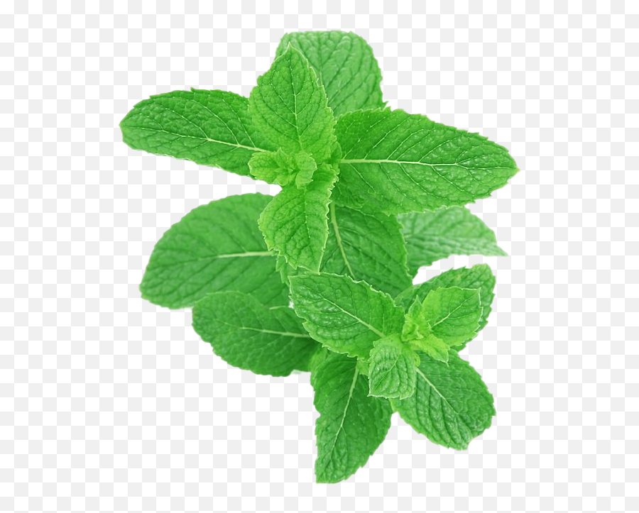 Peppermint Transparent Png - Nepeta,Mint Transparent