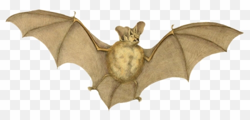 Vampire Bat Drawings Png U0026 Free Drawingspng