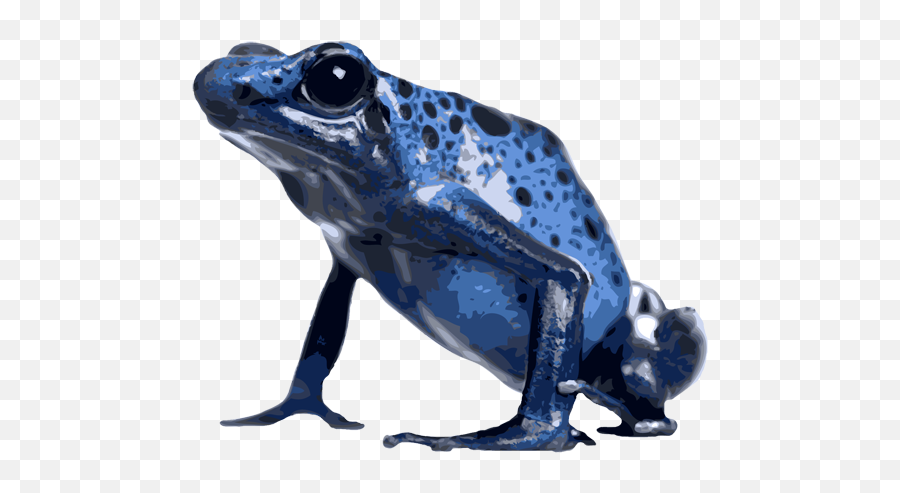 Poison Dart Frog Png Image Mart - Blue Poison Dart Frog Png,Dart Png