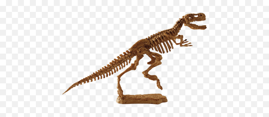Download Free Png Trex - Fosil De Dinosaurio Rex,Fossil Png