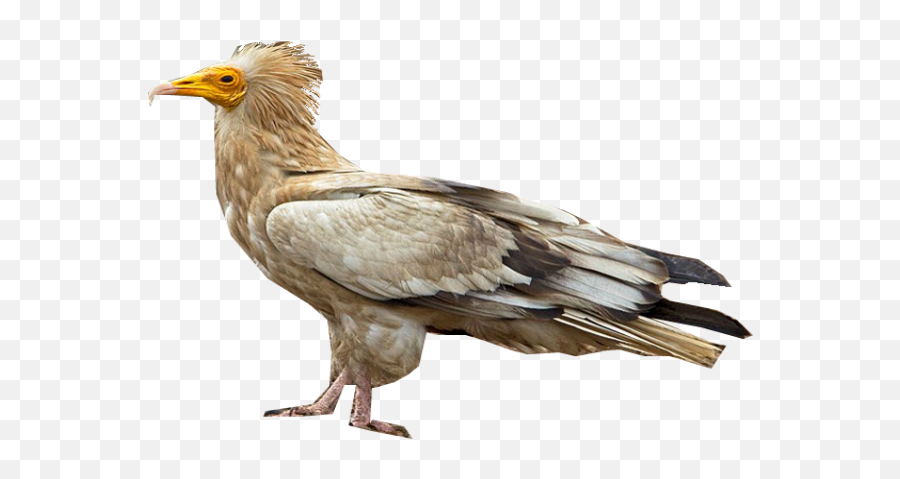 Download Egyptian Vulture - Egyptian Vulture Png,Vulture Png