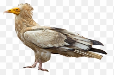 Download Egyptian Vulture - Egyptian Vulture Png,Vulture Png