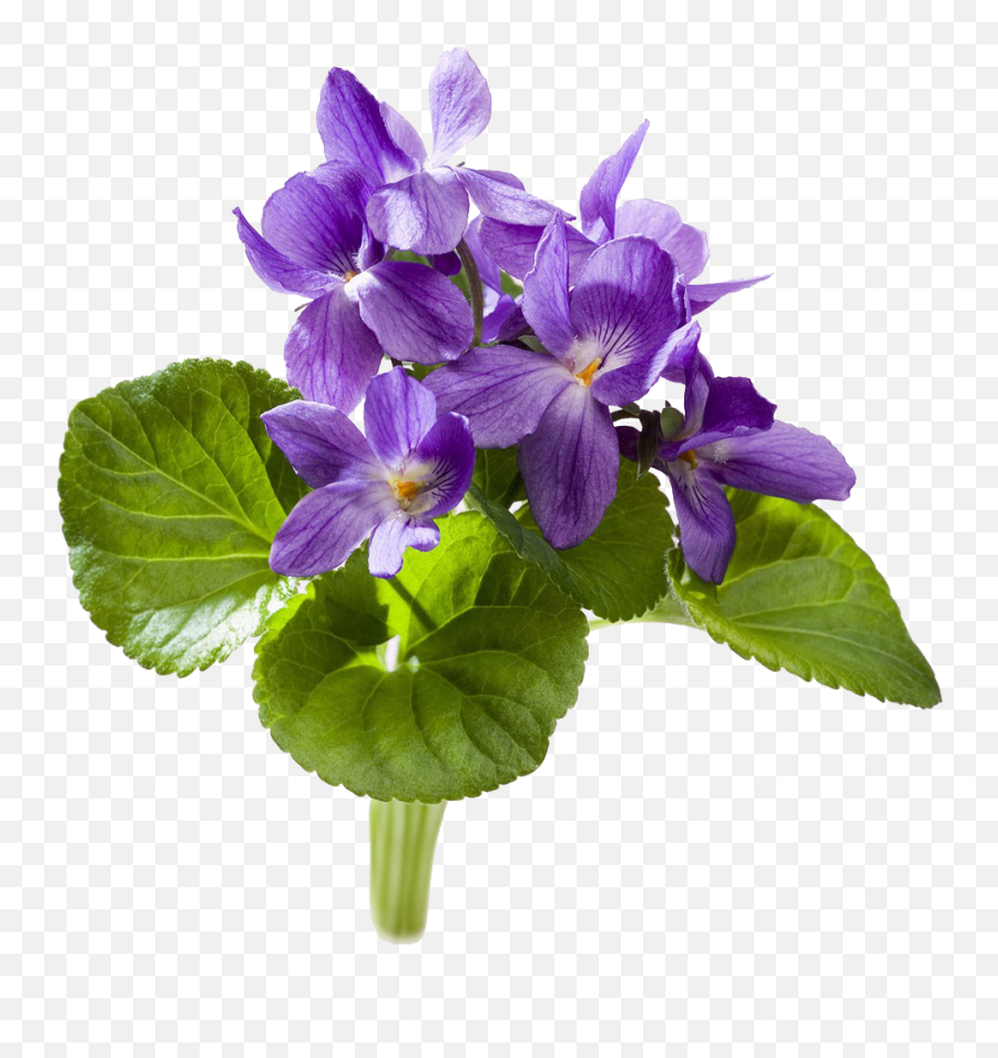 Png Images Violets - Ramito De Violetas Single Los Tianguis Itunes,Violets Png
