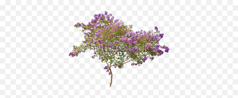 Download Lilac Png Free - Free Transparent Png Lilac,Bougainvillea Png