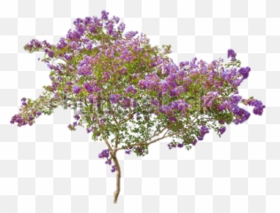 Download Lilac Png Free - Free Transparent Png Lilac,Bougainvillea Png