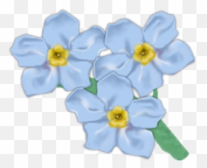 Forget Me Not Png Transparent Picture - Forget Me Not Flower Clipart Transparent,Forget Me Not Png