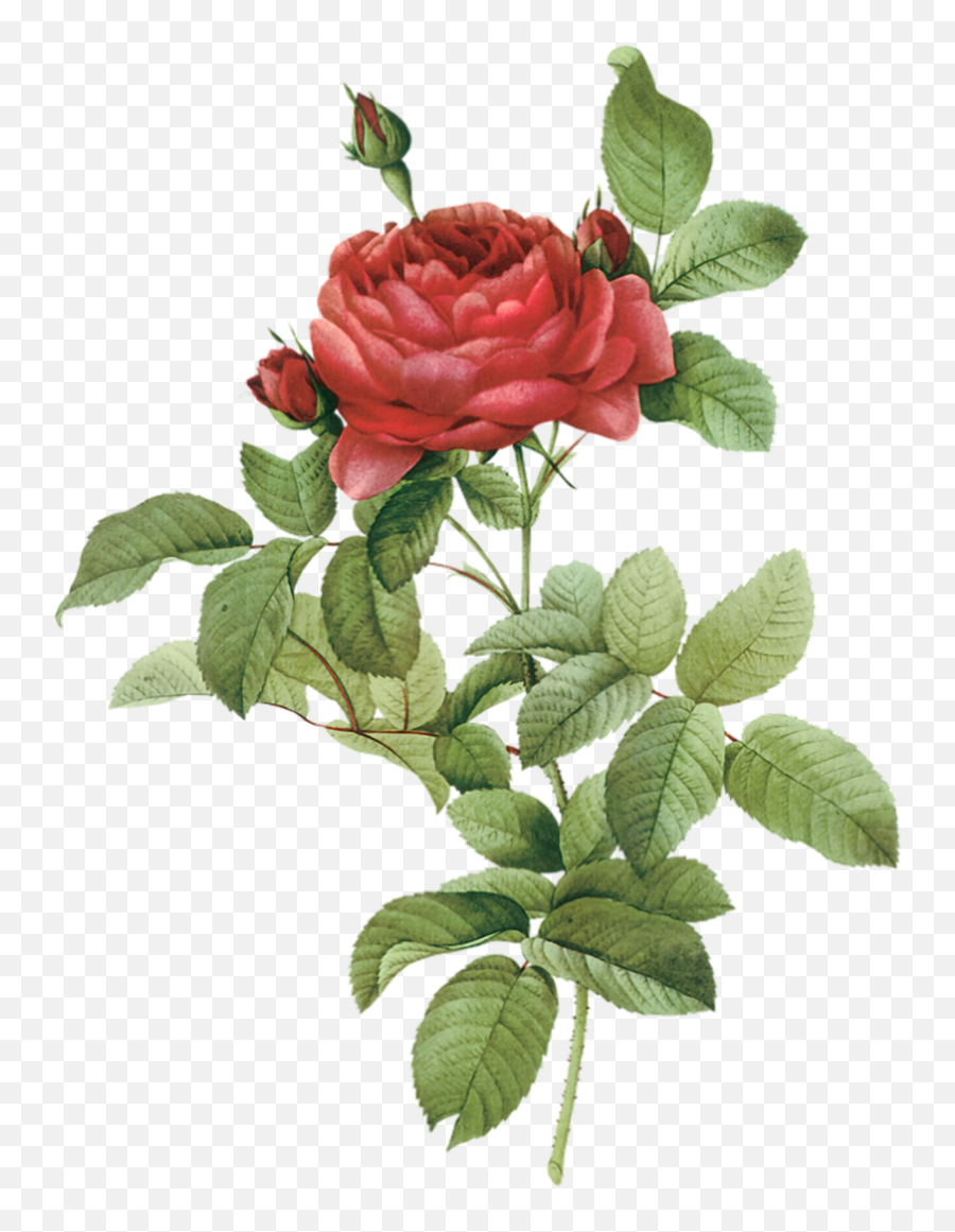 Png Botany Flower Rose Illustration - Red Rose Watercolor Png,Botanical Png