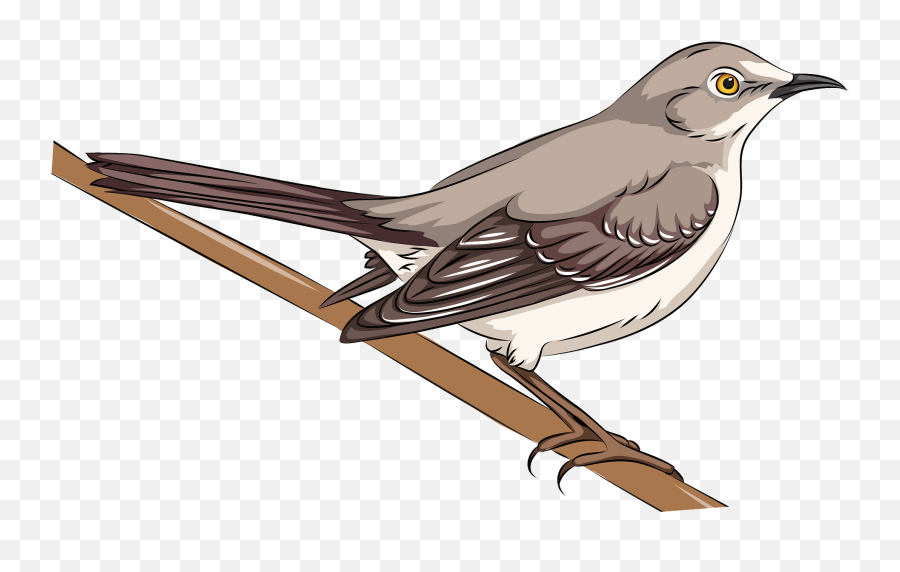 Northern Mockingbird Clipart - Mockingbird Clipart Png,Mockingbird Png