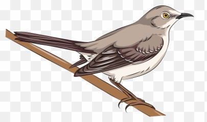 Northern Mockingbird Clipart - Mockingbird Clipart Png,Mockingbird Png