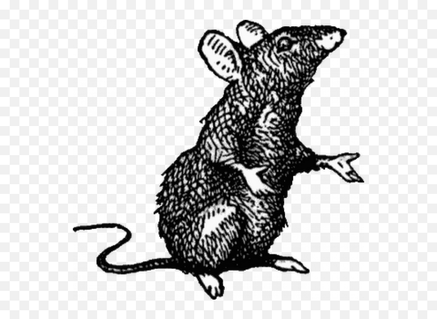 Dead Rat Png Images U2013 Free Vector Psd Clipart - Medieval Rat Drawing,Rat Png