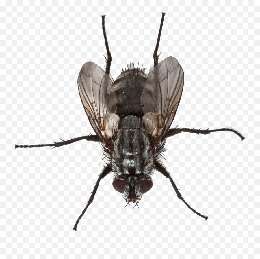 Fly Png Transparent Images Free Download - Fly Png Hd,Fly Png