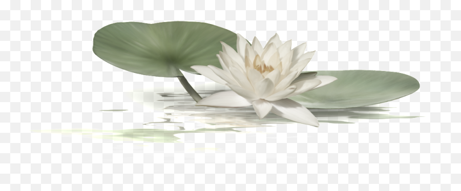 Download White Lotus Transparent - Sacred Lotus Png,Lotus Transparent