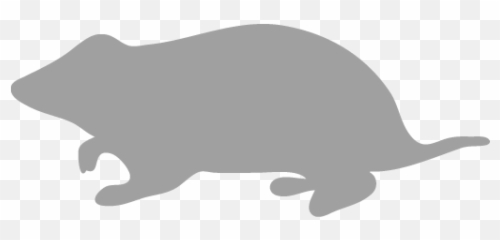 Kangaroo Icons Images Png Transparent - Rodent,Hamster Png