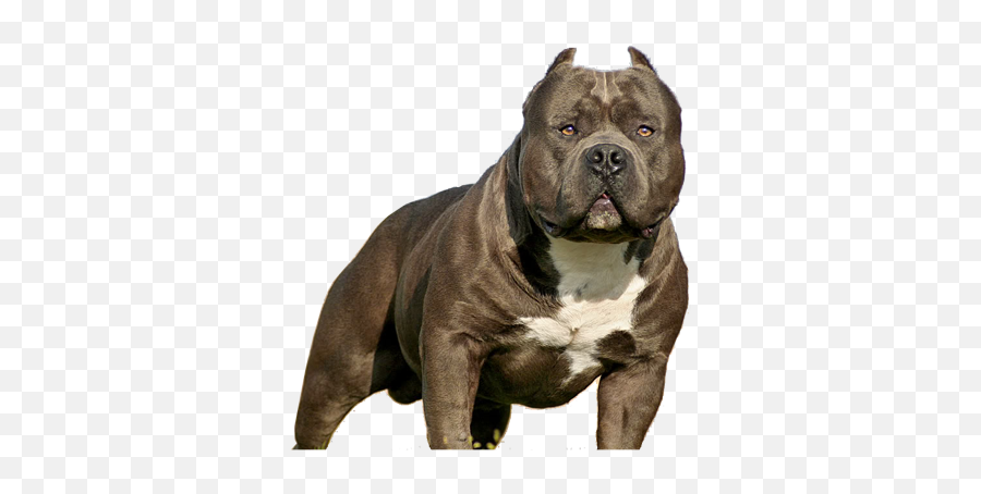 Download Imperio Bully Pitbull Puppy Png - American Bully American Bully Hall Of Fame,Bully Png
