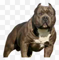 Download Imperio Bully Pitbull Puppy Png - American Bully American Bully Hall Of Fame,Bully Png