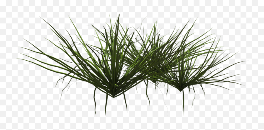 Grass Shrub Png 4 Image - Grasses,Shrub Transparent Background