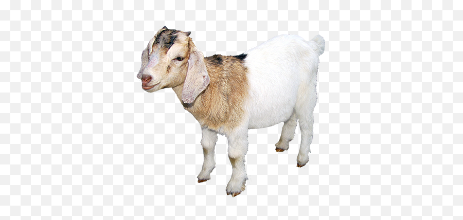Goat Polyvore Moodboard Filler - Clipart Goats Png Hd,Goats Png