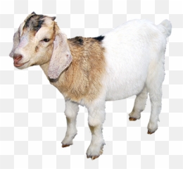 Goat Polyvore Moodboard Filler - Clipart Goats Png Hd,Goats Png