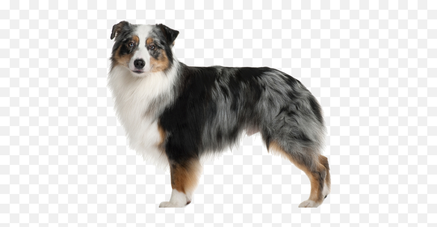 Australian Shepherd Jpg Cartoon - Transparent Australian Shepherd Png,Australian Shepherd Icon