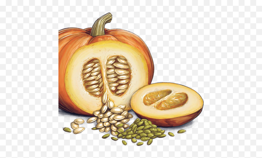 Pumpkin Seeds Png Transparent Images All - Home Remedy For Over Fatigue,Pumpkin Png Transparent