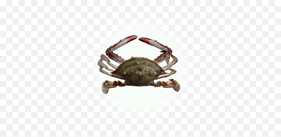 Bdo Crab Knowledge Database - Peixe Siri Png,Crab Icon