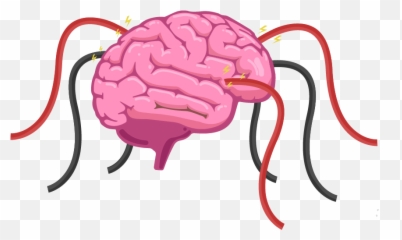 The Human Brain Is A Hive Of Electrical Activity With - Brain Development In Children Png,Human Brain Png