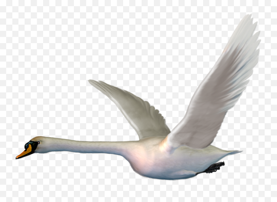 Cygnini Bird Goose Duck The Magic Swan - Geese Flying Png,Swan Png