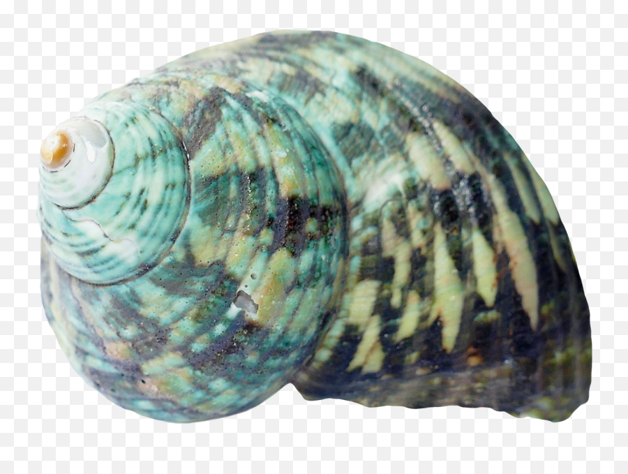 Download Sea Ocean Shell Png Image For Free - Sea Shells Transparent Background,Ocean Transparent Background