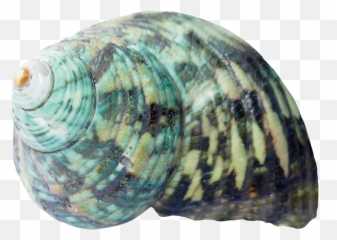 Download Sea Ocean Shell Png Image For Free - Sea Shells Transparent Background,Ocean Transparent Background