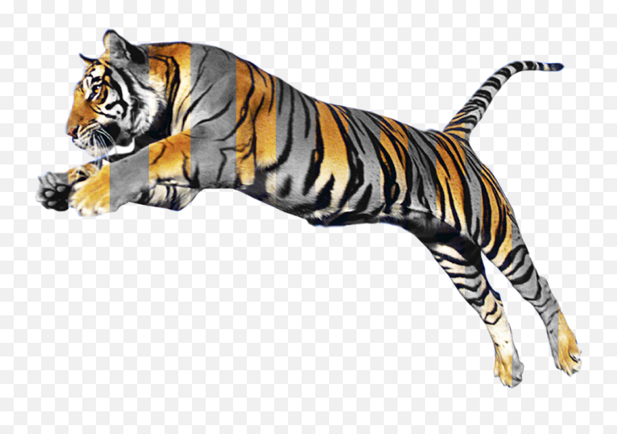 Tiger Images Hd Png Bd - Tiger Png,Tiger Logo Png