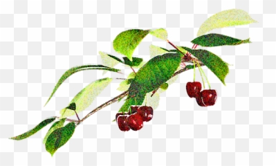 Washing Muddy Crops - Frutti Di Bosco Png,Cherries Png