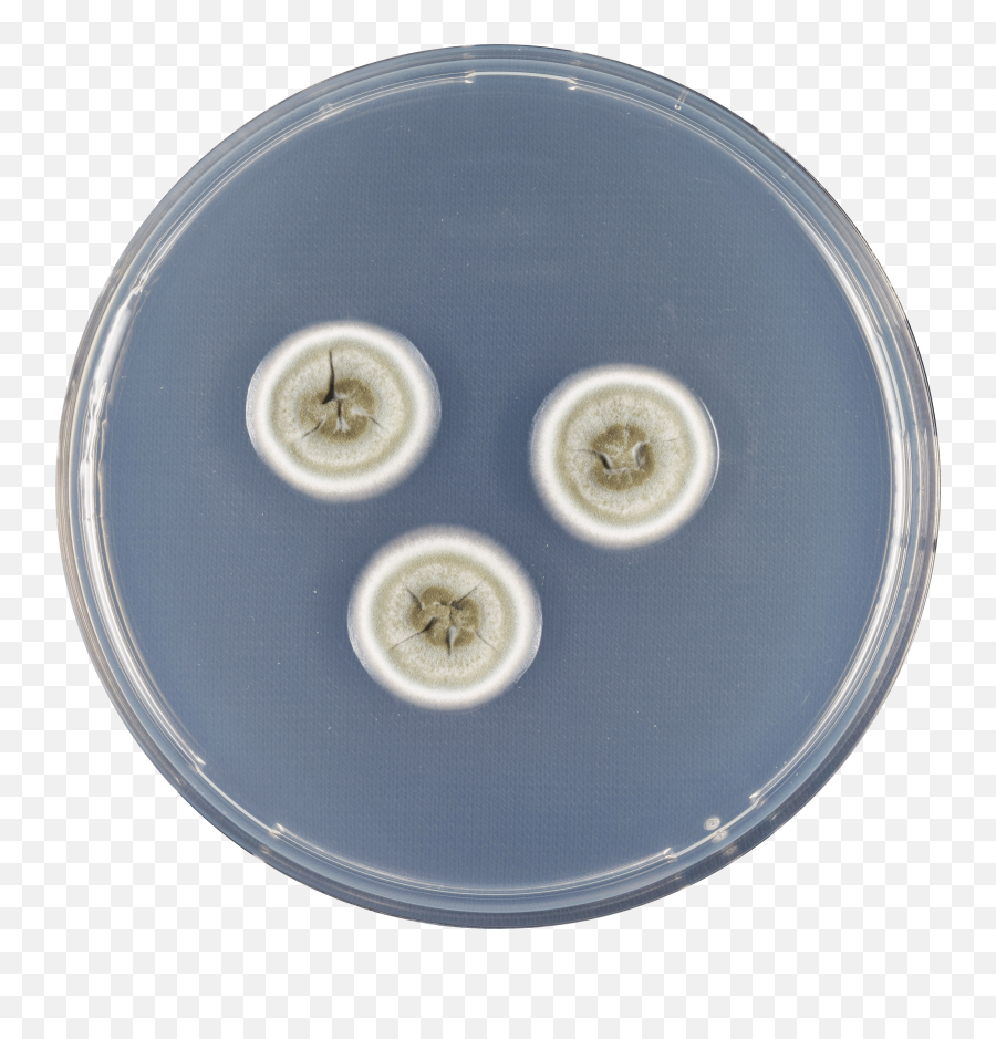 Fileaspergillus Flavipes Cyapng - Wikipedia Smithsonian National Museum Of Natural History,Cd Case Png