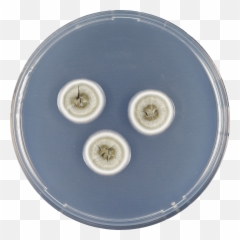 Fileaspergillus Flavipes Cyapng - Wikipedia Smithsonian National Museum Of Natural History,Cd Case Png