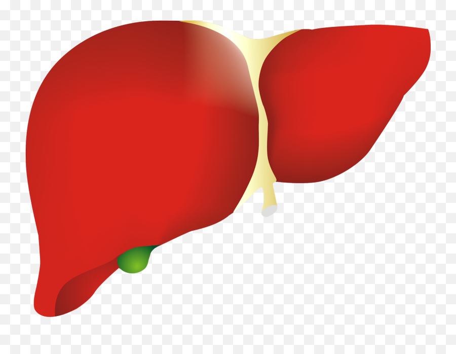 Liver Png - Clip Art,Liver Png