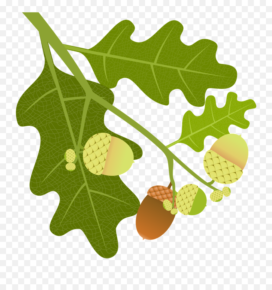Oak Acorns Branch - Free Image On Pixabay Png,Acorn Transparent Background