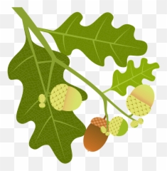 Oak Acorns Branch - Free Image On Pixabay Png,Acorn Transparent Background