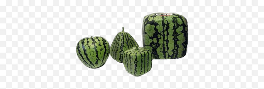 Watermelons Transparent Png Images - Square Watermelon Transparent Background,Watermelon Transparent Background