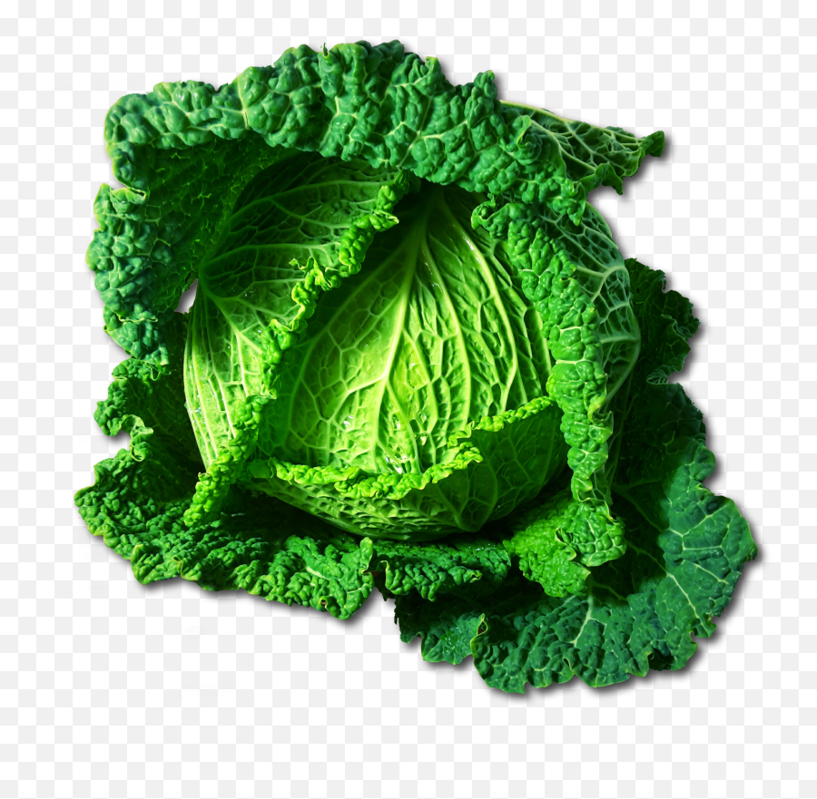 Download Kale Bitkisinin Faydalar - Kohl Png,Cabbage Transparent