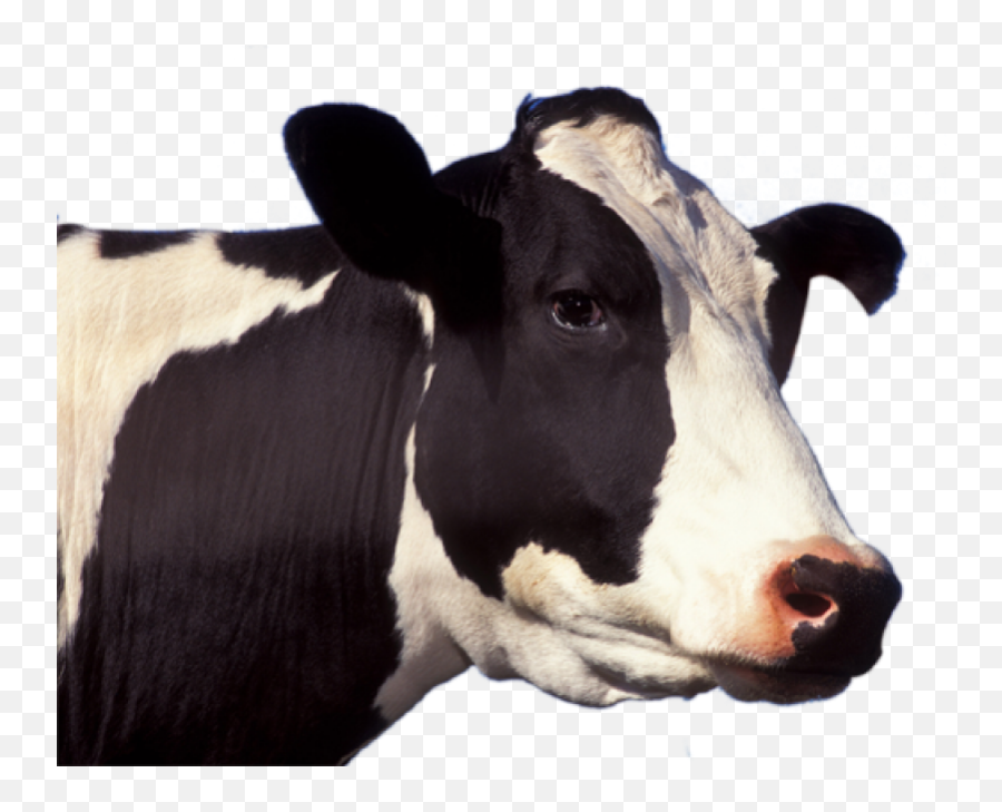 Cow Png Image - Cow Face Png,Cow Png