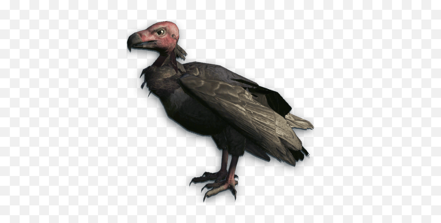 Vultures Transparent Png Images - Far Cry 3 Red Headed Vulture,Vulture Png